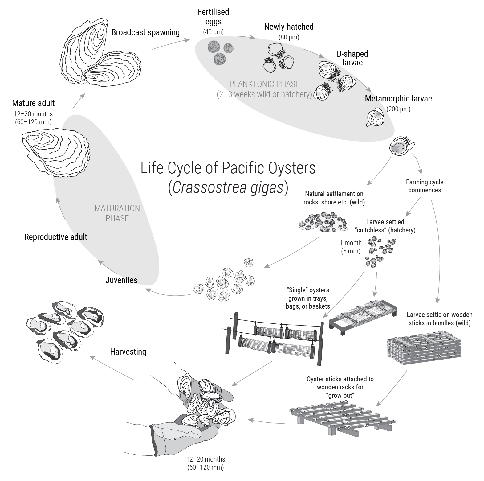 Pacific_Oyster_life_cycle NIWA